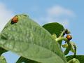 2010-0808-1430_Ladybirds_23,2C